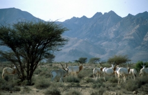  Le parc national de Bou-Hedma