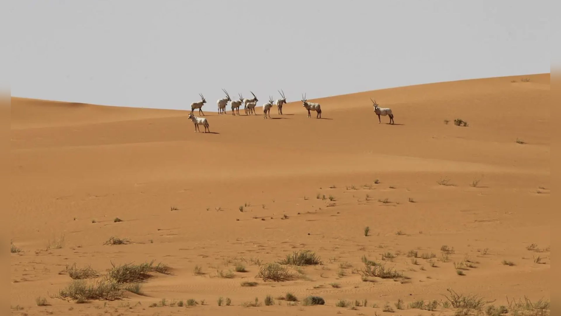 Uruq Bani Ma'arid Reserve Joins UNESCO's World Heritage List as Saudi Arabia's First Natural Heritage Site