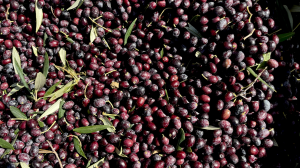 La fête de la cueillette des olives : une tradition tunisienne qui séduit les cœurs et traverse les frontières - Vidéo