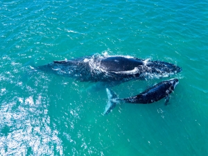 Experience the Ultimate Whale-Watching Adventure at Waldorf Astoria Seychelles Platte Island