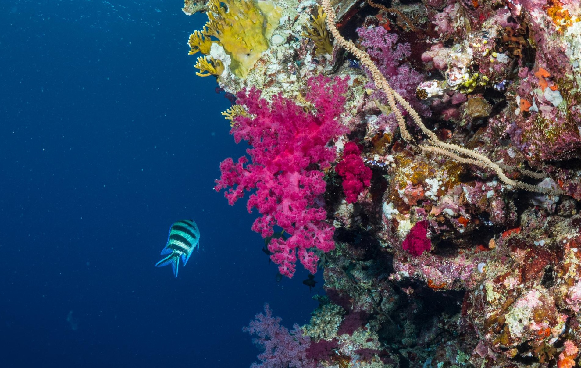 Red Sea Global and Warner Bros Present: Beneath the Surface - A Journey into Coral Conservation