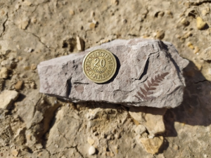 fossile | empreinte végétale | Géoparc Dahar