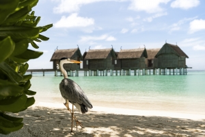 Constance-Moofushi-Beach-